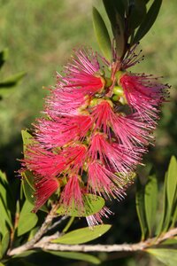 Plant nature flora