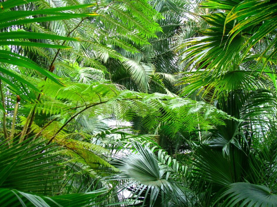 Palm plant palm leaves