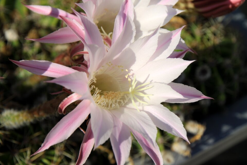 Queen of the night blossom bloom