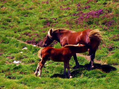 Green nature pastures