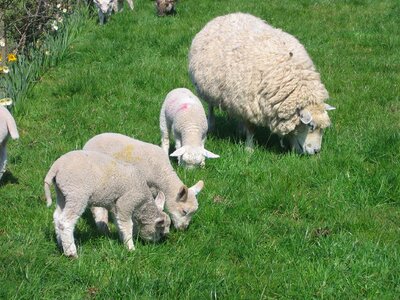 Ewe green mother photo