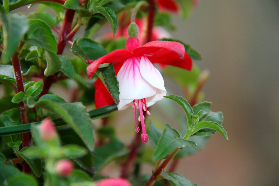 Red flower plants