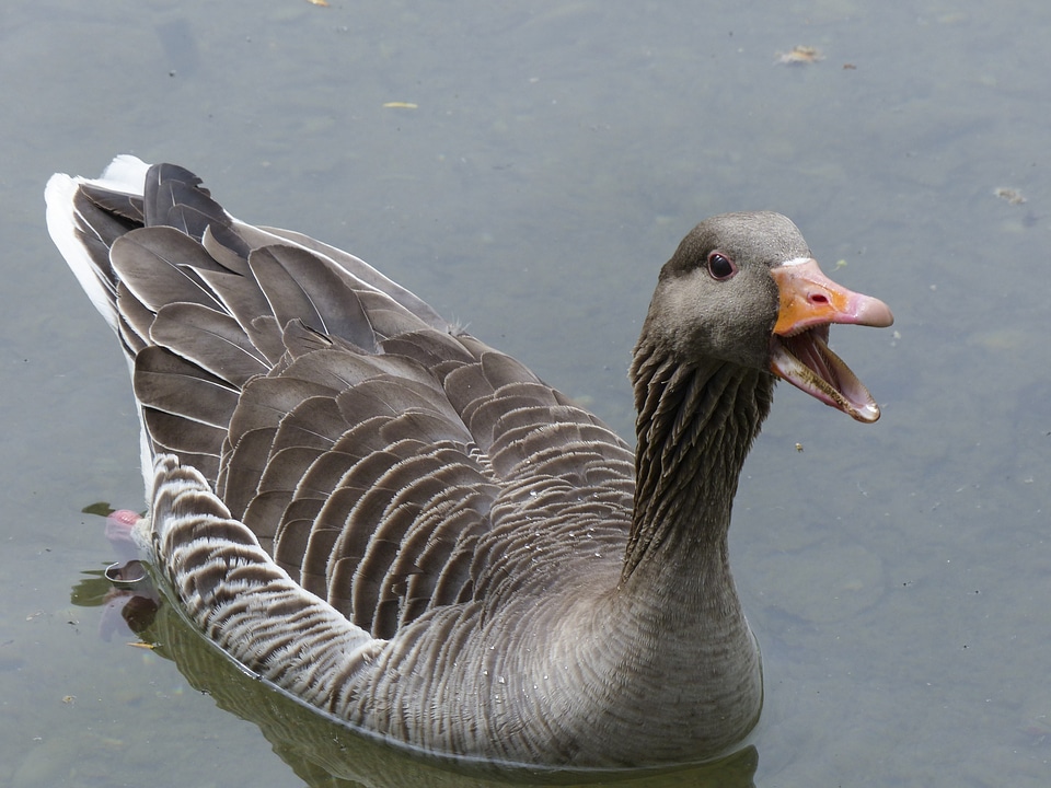 Water bird bird nature