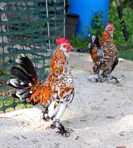 Bantam black orange photo