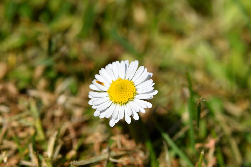 Spring garden nature