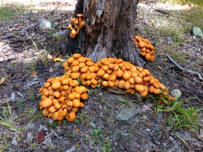 Forest fungus nature photo