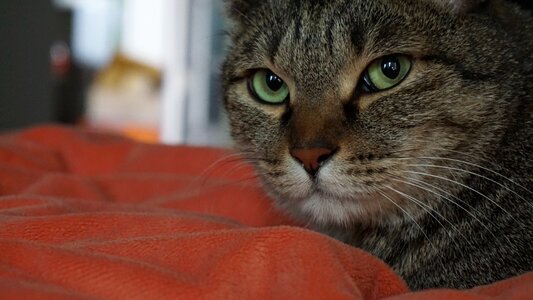 Cat bed get a match of the month