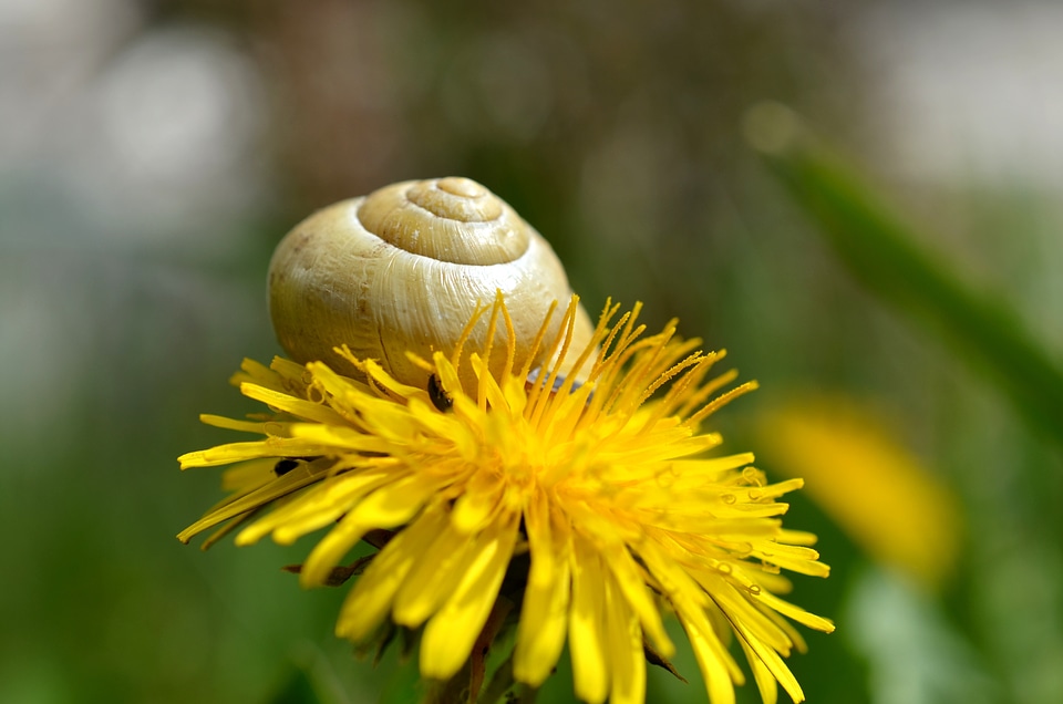 Meadow nature flowers