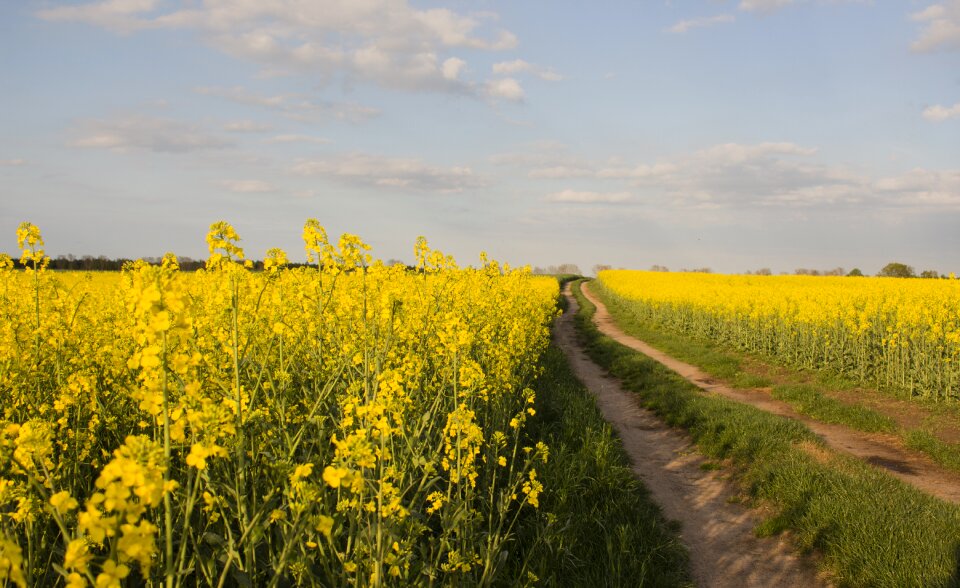 Field nature flowers