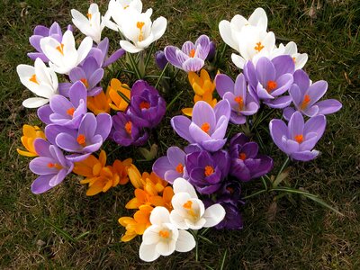 Spring flower bloom full bloom