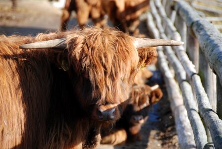 Beef cow shaggy