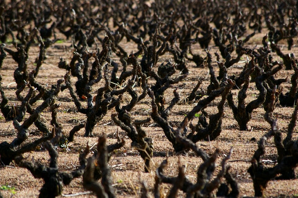 Grape burgundy vineyard