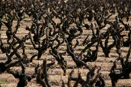 Grape burgundy vineyard photo