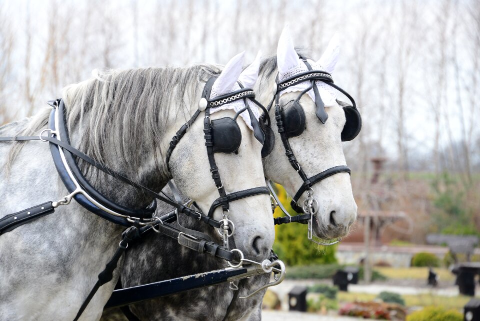 A new way of life the ceremony the horse
