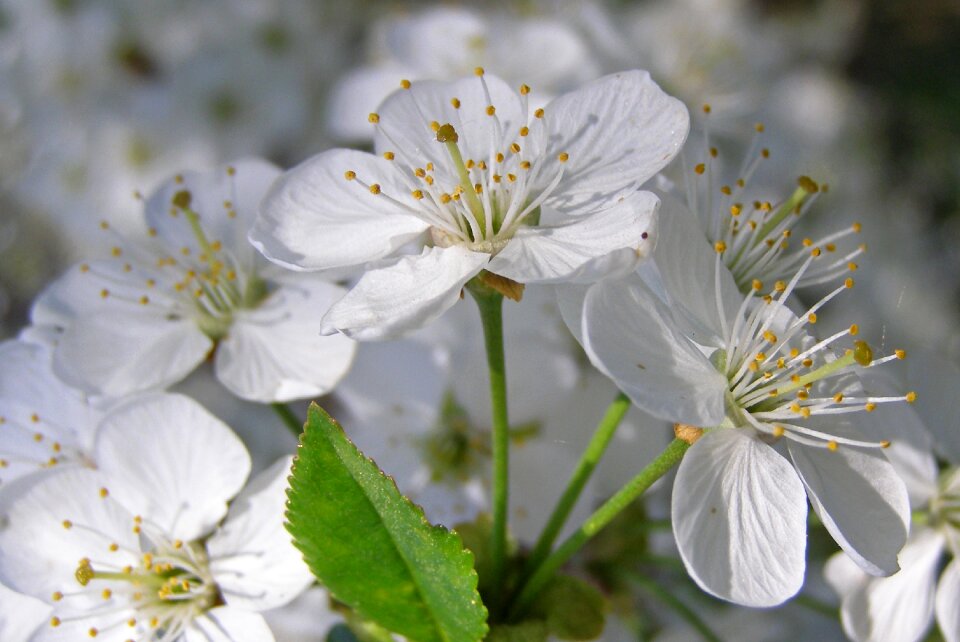 White flowering prunus spinosa