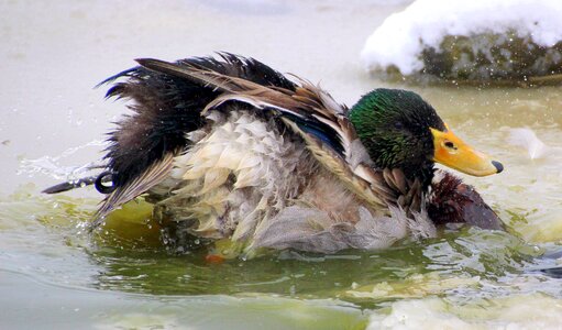 Plumage fluffed up colorful