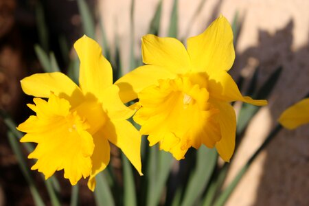 Narcissus flower yellow