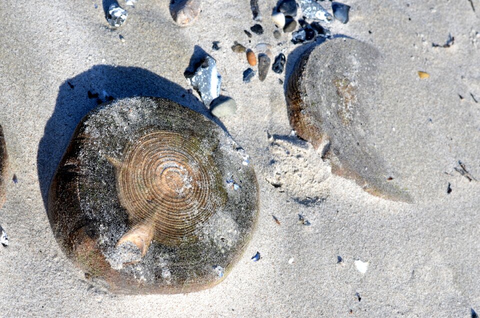 Sea decay weathered