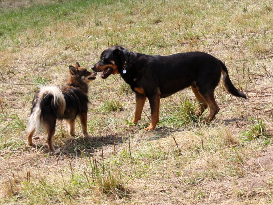 Taster play two dogs