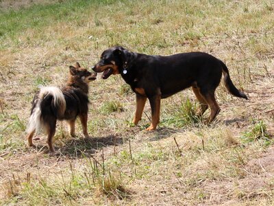 Taster play two dogs