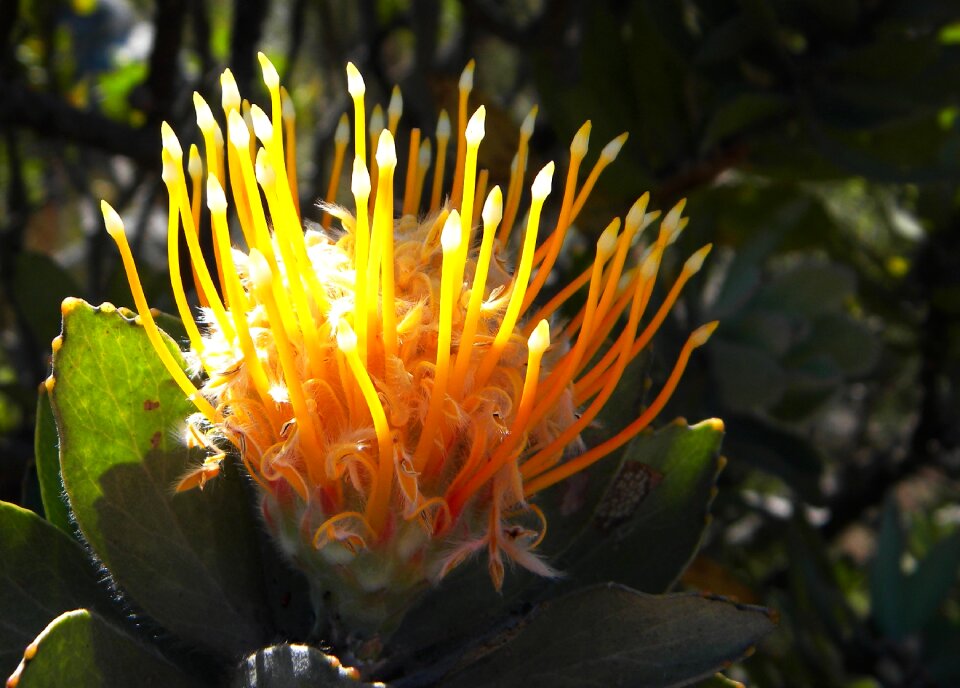 Flowering yellow orange