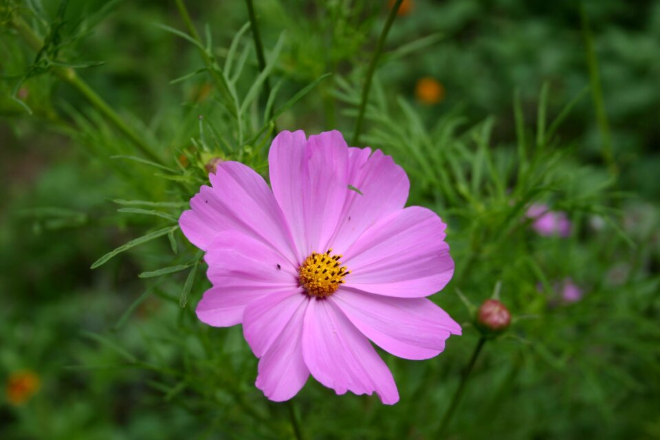 Fields fleurs des champs pink