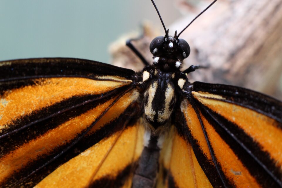 Butterfly monarch butterfly tropical