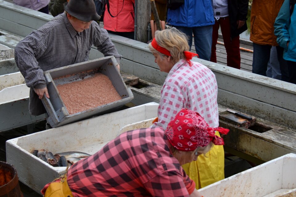 North iceland herring the silver of the sea