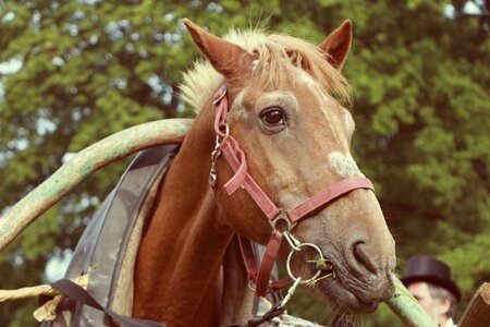 Vintage brown horse photo