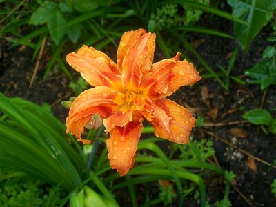Orange lily flower spring