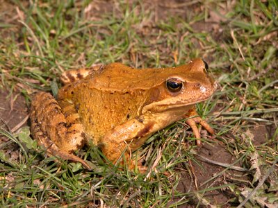 Nature frog eyes