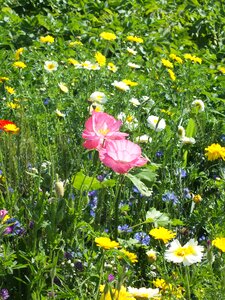Agriculture garden nature