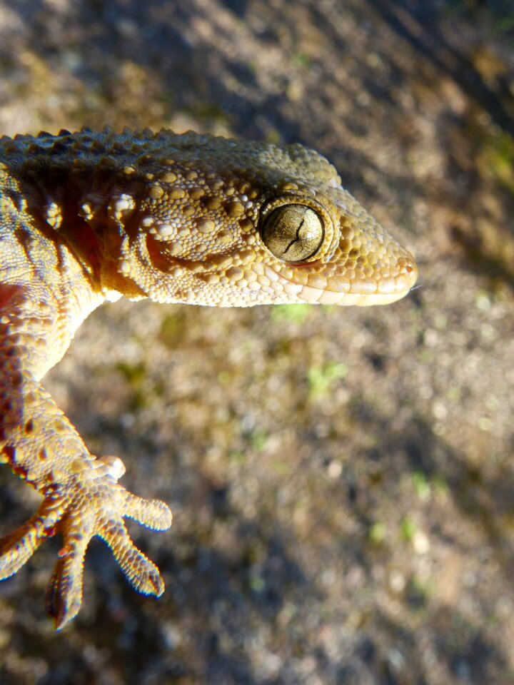 Gecko lizard reptile