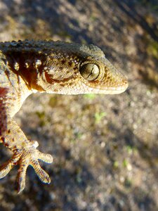 Gecko lizard reptile