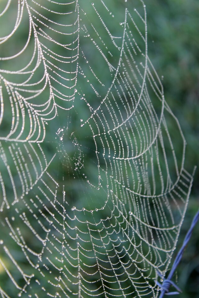 Nature morning spider web