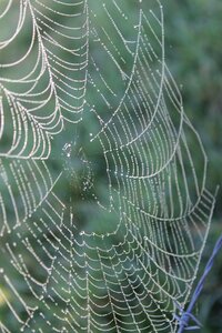 Nature morning spider web photo