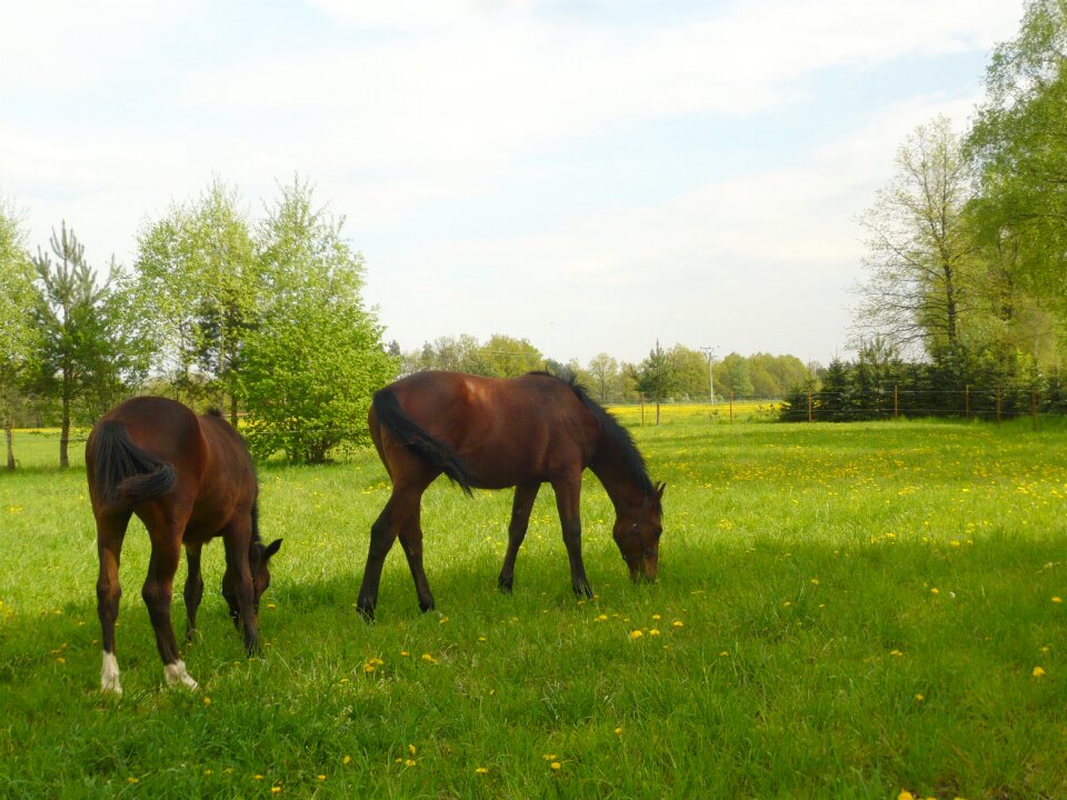 Meadow horse grass
