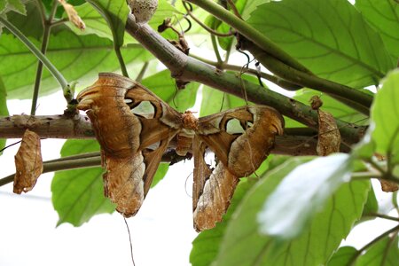 Brown atlas moth largest butterfly photo