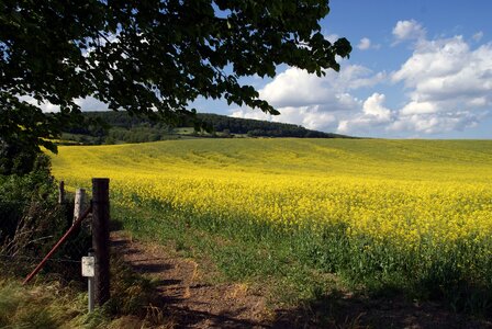 Field landscape yellow