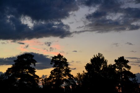 Sky the dramatic wood