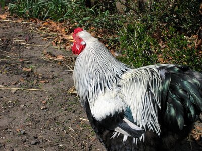 Chicken farm spring farm photo