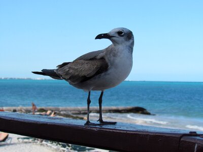 Beach sky blue photo