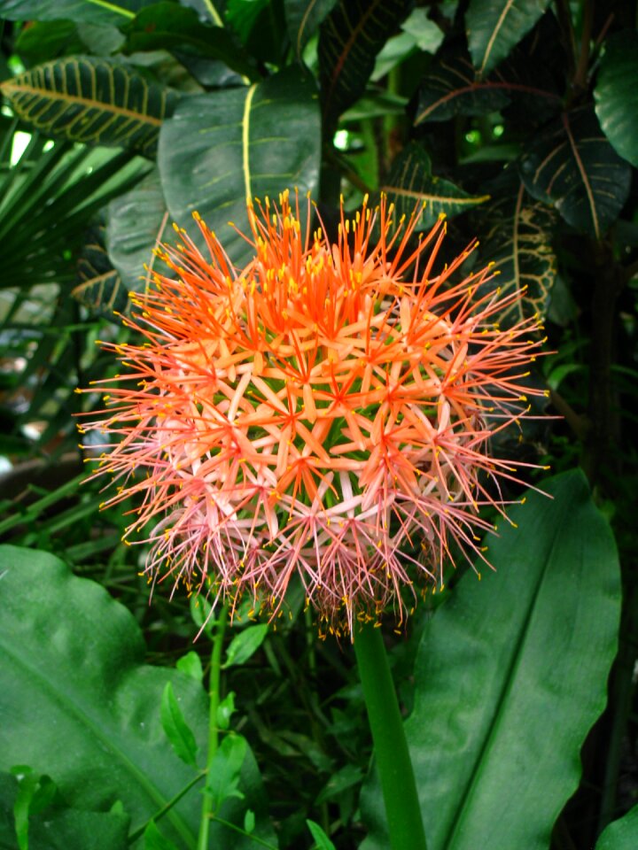 Exotic flower orange orange flower