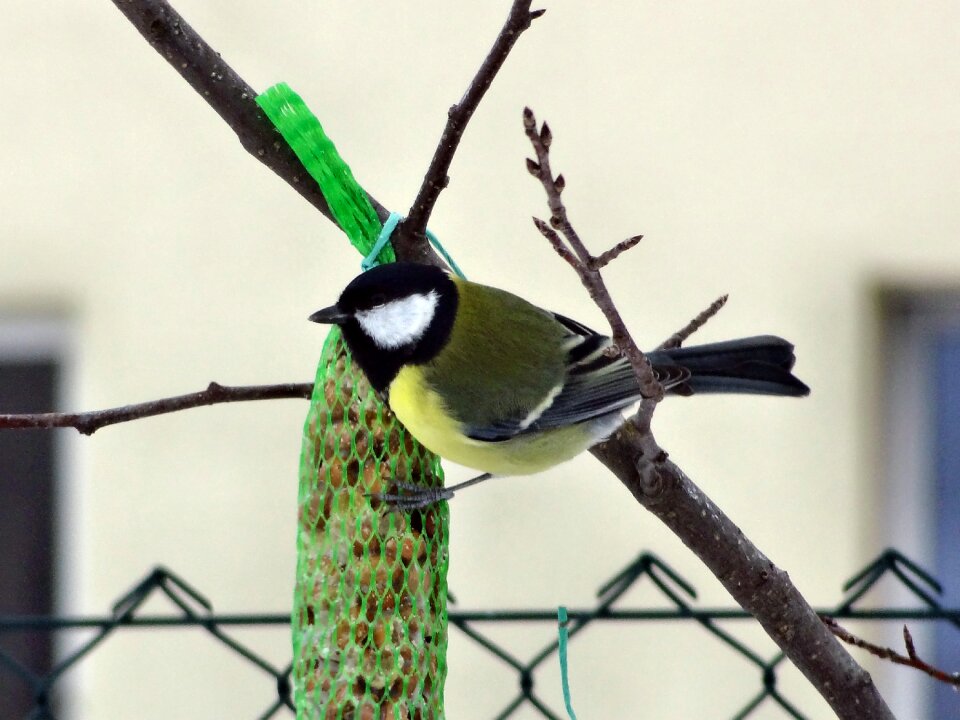 Bird bird seed claws out