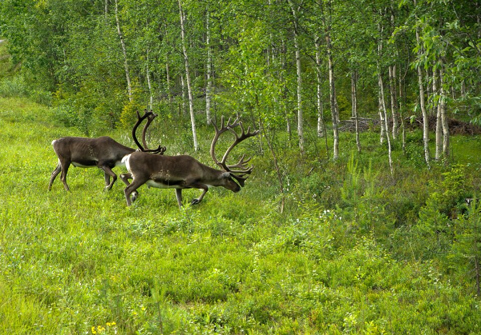 Rennes deer forest