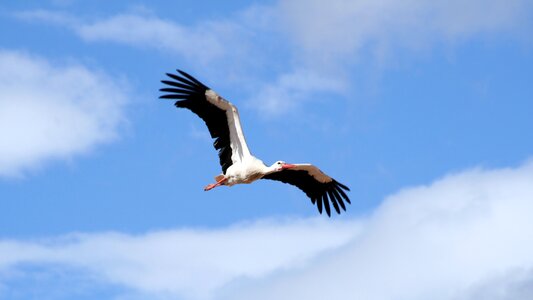 Stork blue bird