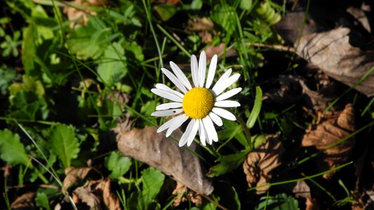 Spring nature wildflowers