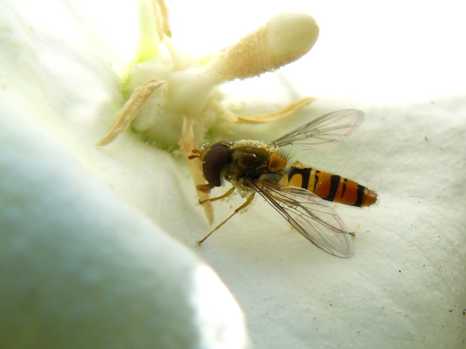 Close up insect bee