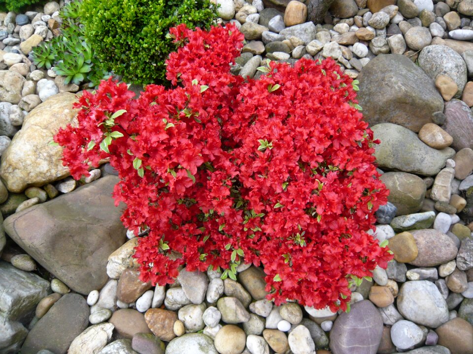 Plant the growing stone