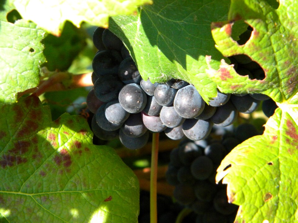 Wine vineyard vitis vinifera